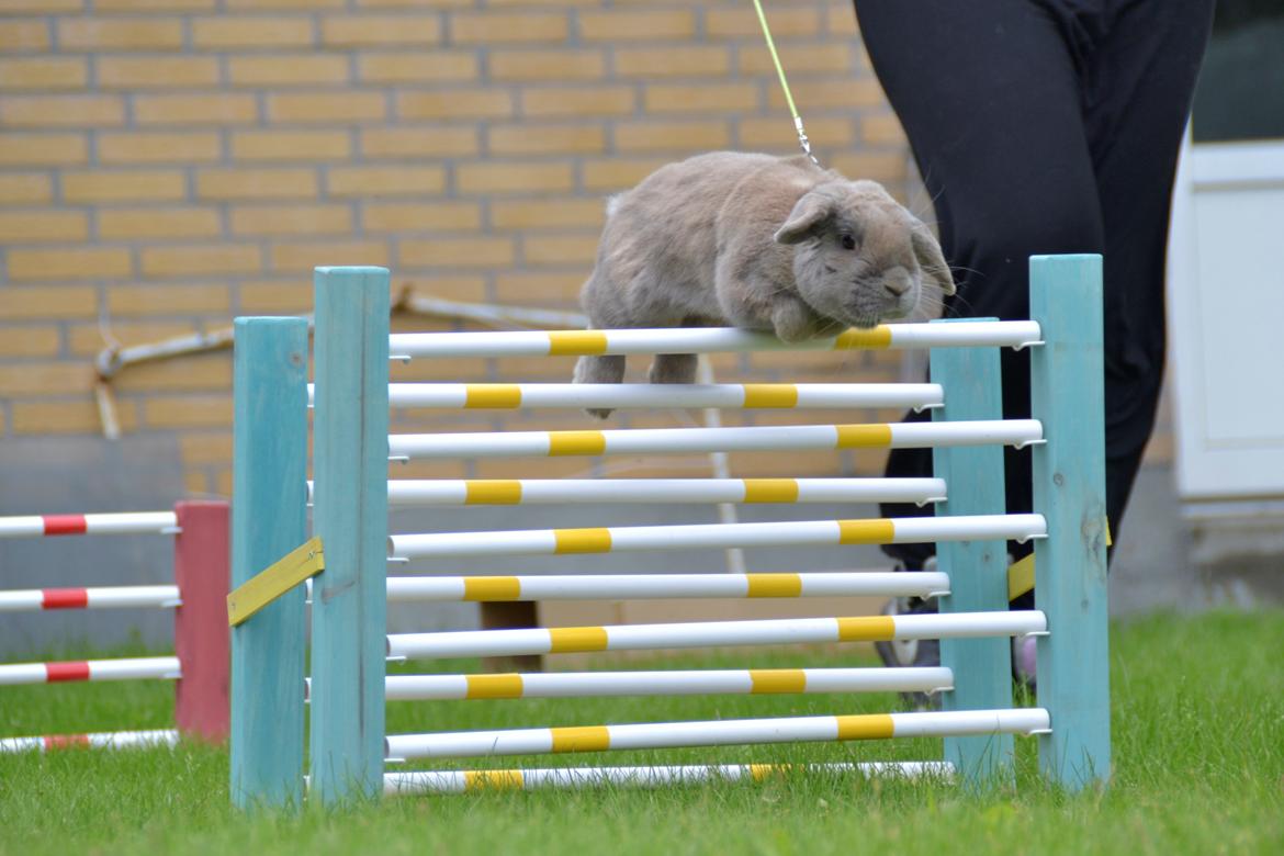 Kanin Rosas Costa Del Sol *R.I.P* billede 12