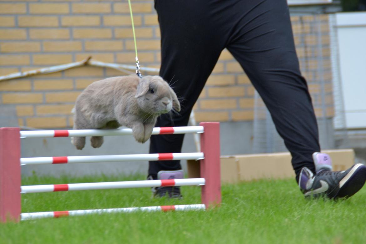 Kanin Rosas Costa Del Sol *R.I.P* billede 11