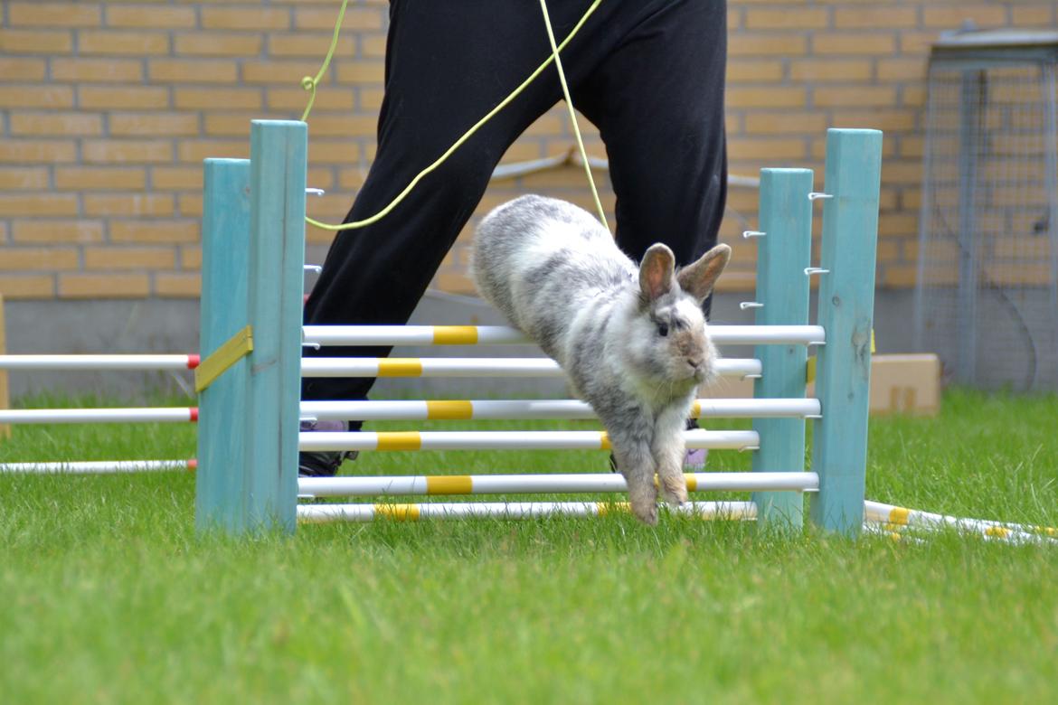 Kanin Fyldbinggaards Cupcake *Solgt* billede 27