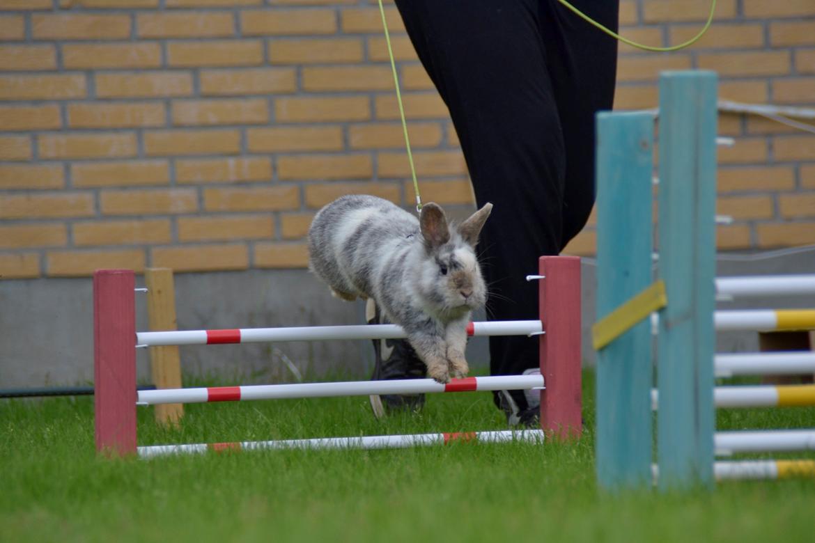 Kanin Fyldbinggaards Cupcake *Solgt* billede 7