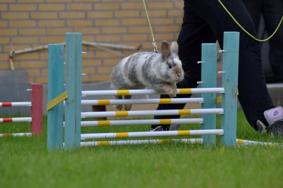 Kanin Fyldbinggaards Cupcake *Solgt* billede 28