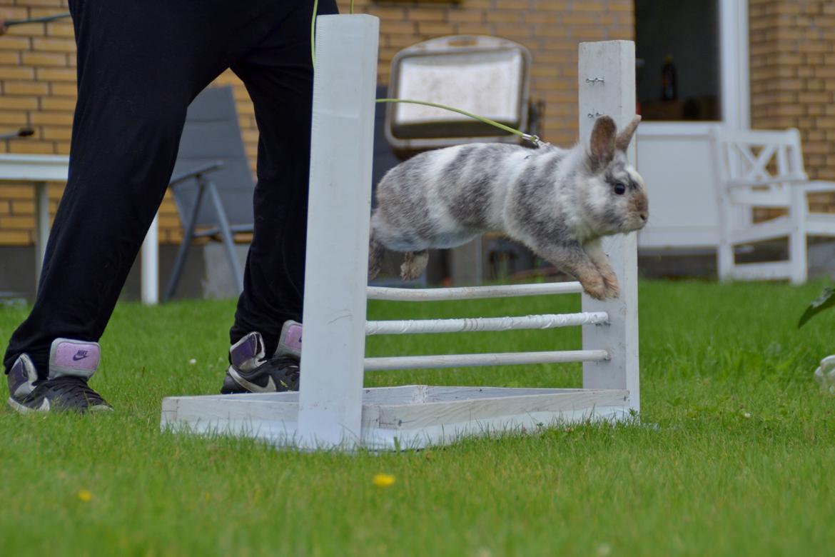 Kanin Fyldbinggaards Cupcake *Solgt* billede 25