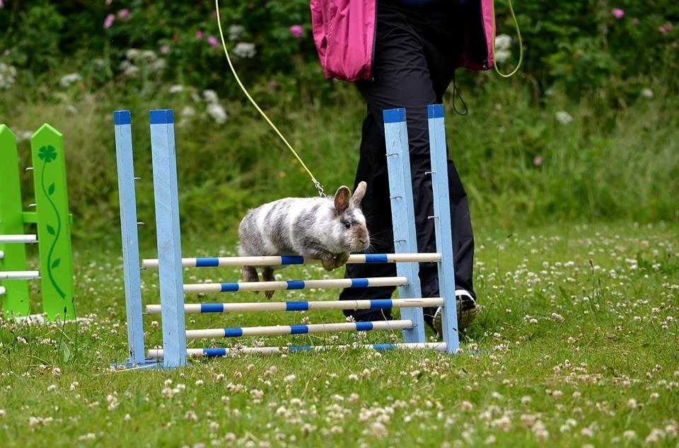 Kanin Fyldbinggaards Cupcake *Solgt* billede 15