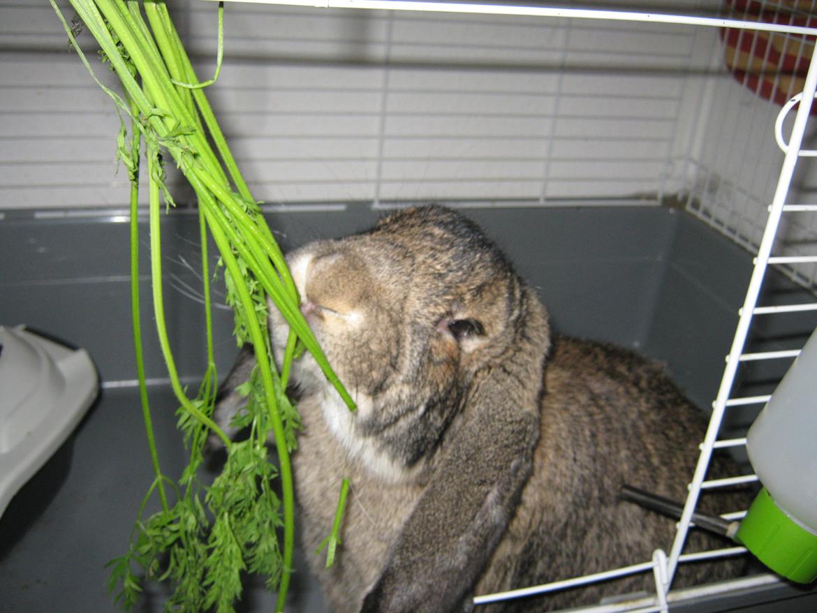 Kanin Mundo Fransk vædder - Omme nommer gulerod billede 14