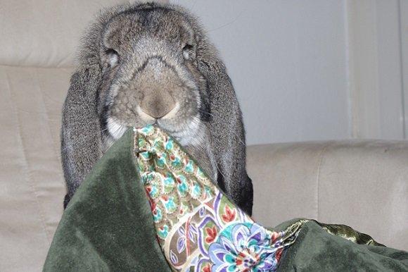 Kanin Mundo Fransk vædder - Sidder bare og ser så glad ud. billede 13