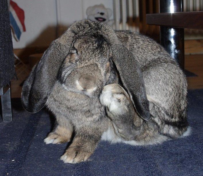 Kanin Mundo Fransk vædder - Klør lige øret lidt billede 15