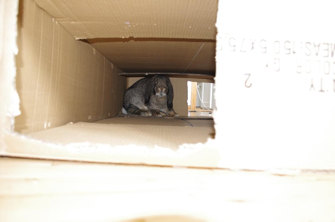 Kanin Mundo Fransk vædder - Med nyt bur, kommer der en kasse.  billede 16