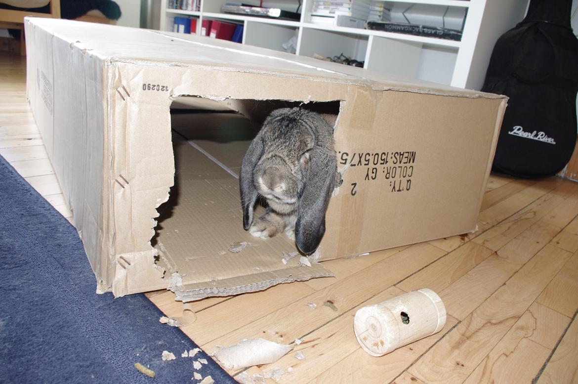 Kanin Mundo Fransk vædder - Mundo hygger sig. billede 17