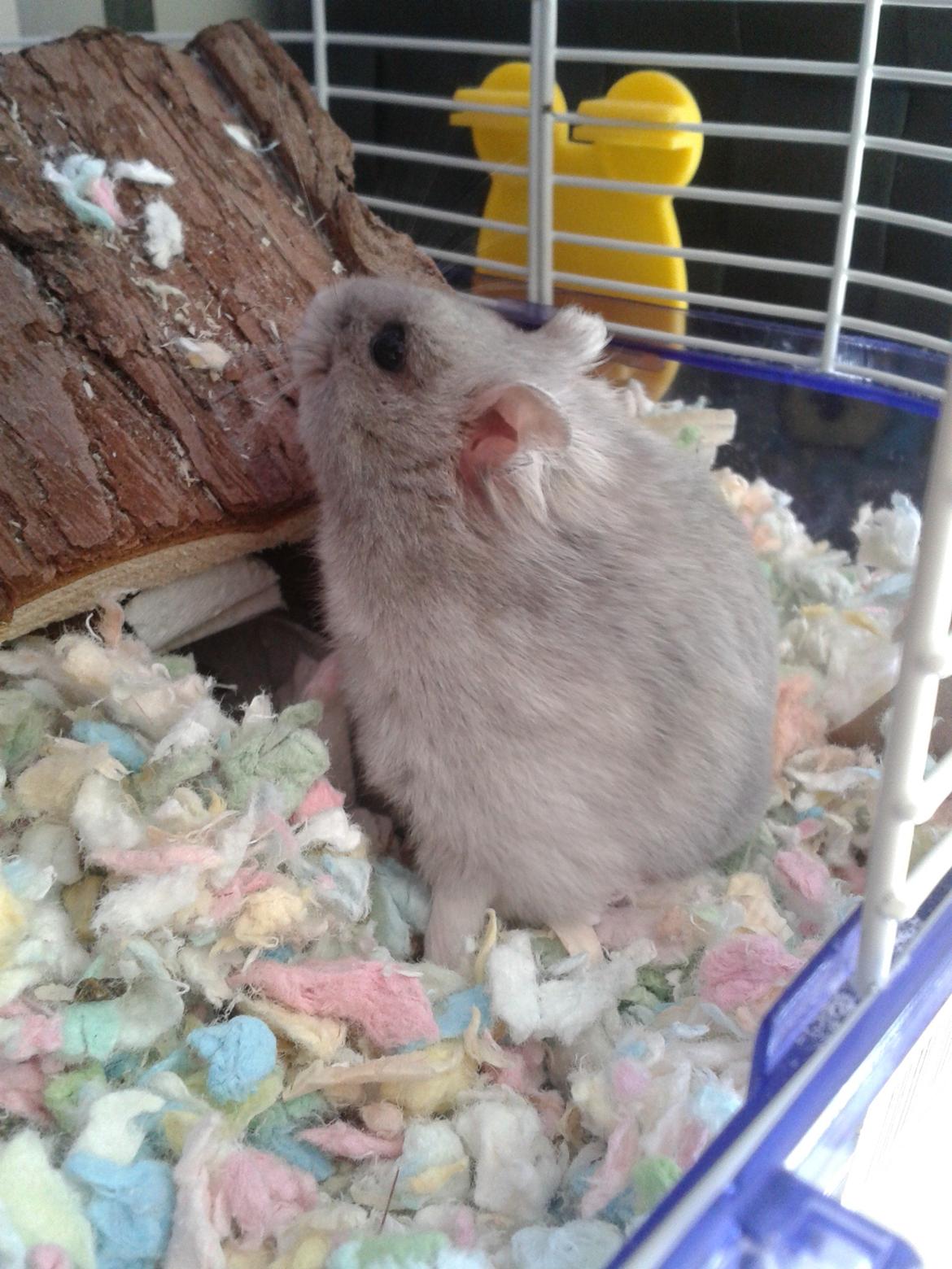 Dværghamster Oscar - Velkommen til Oscar's profil:)<3 billede 1