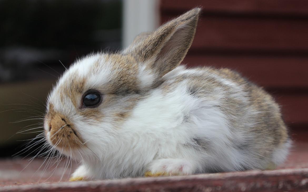 Kanin Maskot billede 14