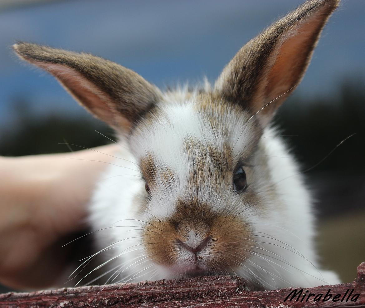 Kanin Maskot - Velkommen til den lille prins<3 billede 3