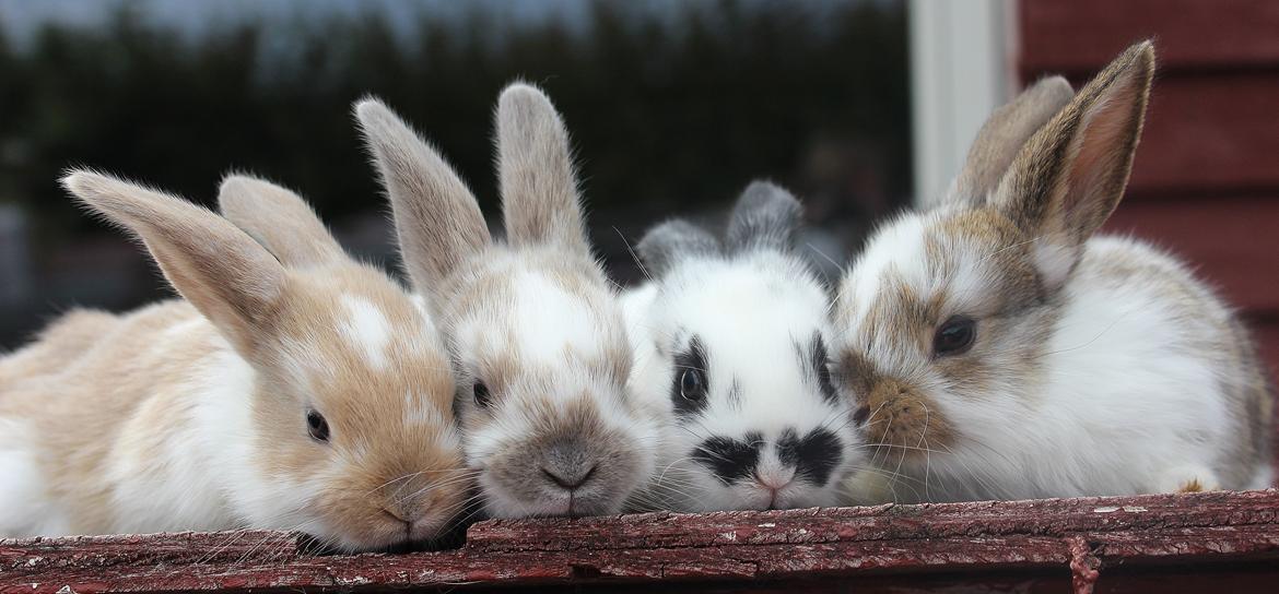 Kanin Maskot billede 15