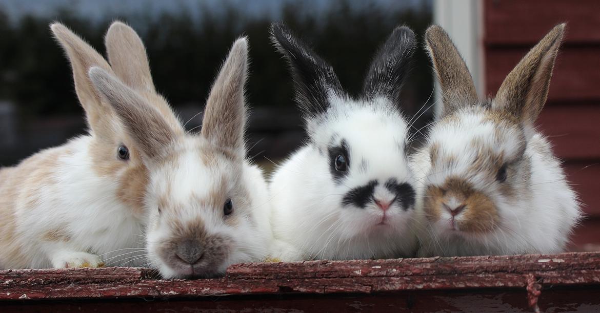 Kanin Maskot billede 16