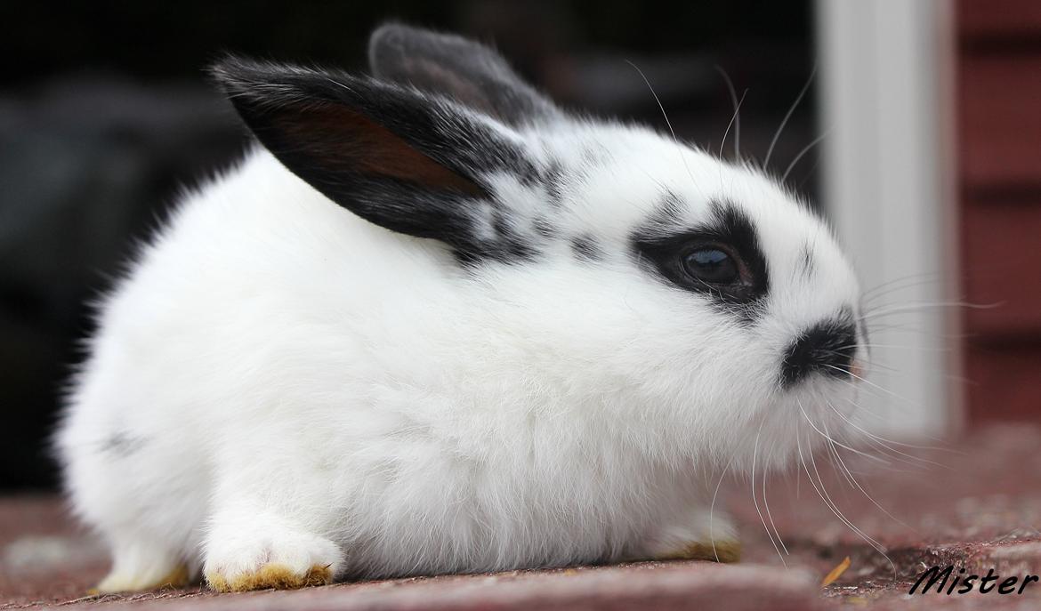 Kanin Mister Moustache billede 13