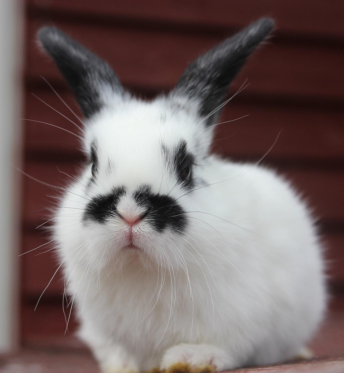 Kanin Mister Moustache - Velkommen :-) billede 4