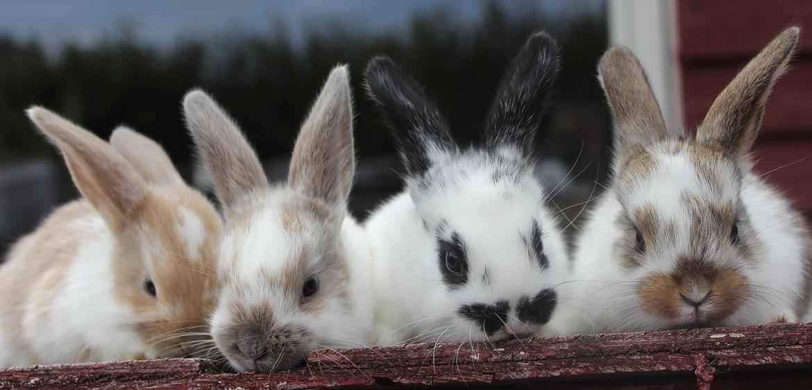 Kanin Mister Moustache billede 14