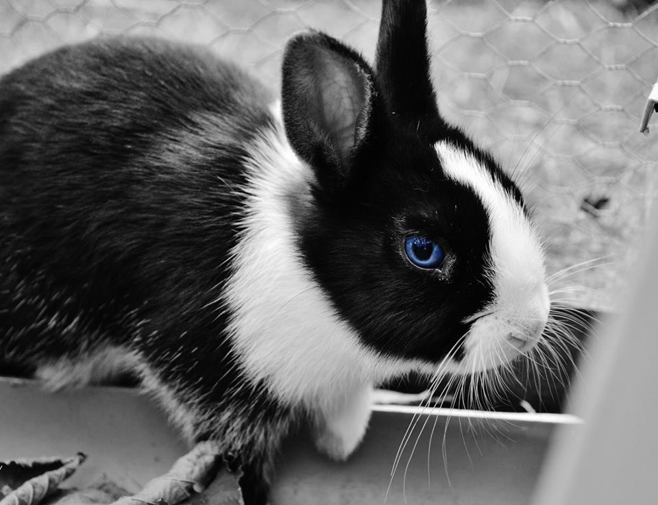 Kanin Errebos Merida [hermelin] - min storesøster syntes at det er sjovt at redigere billeder :3 billede 5