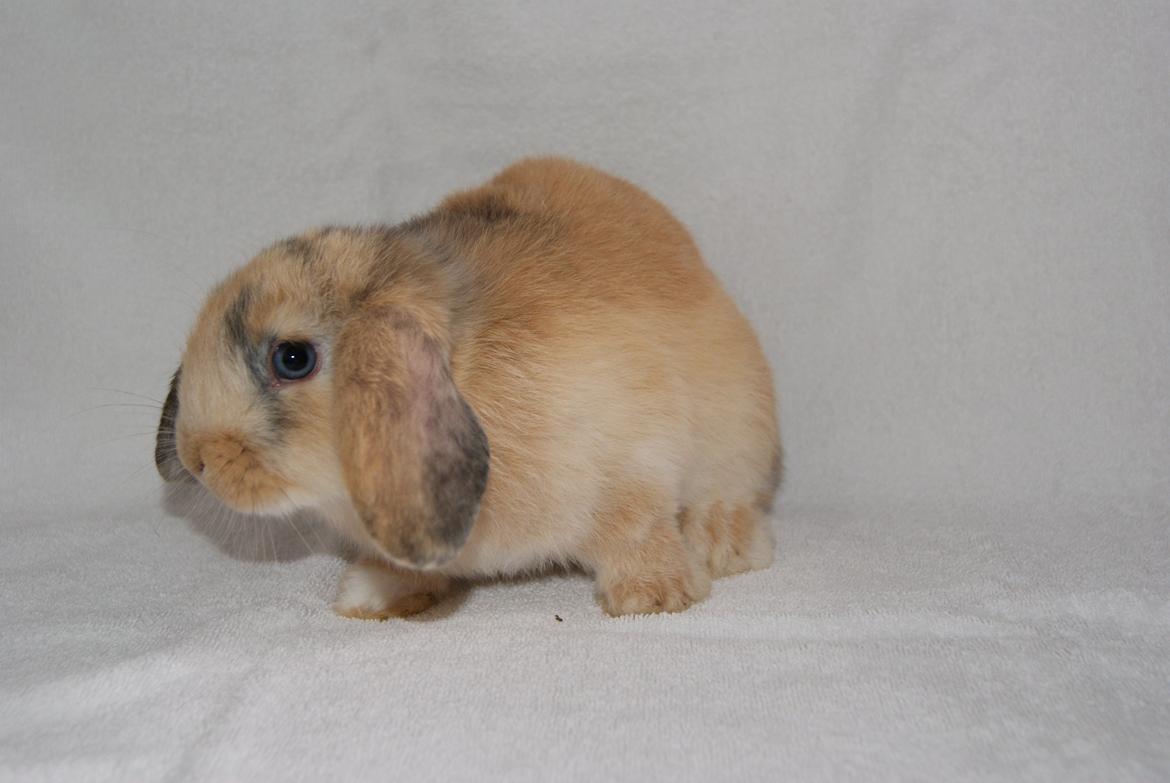 Kanin |DV| Aras´ Prins Petlo billede 4