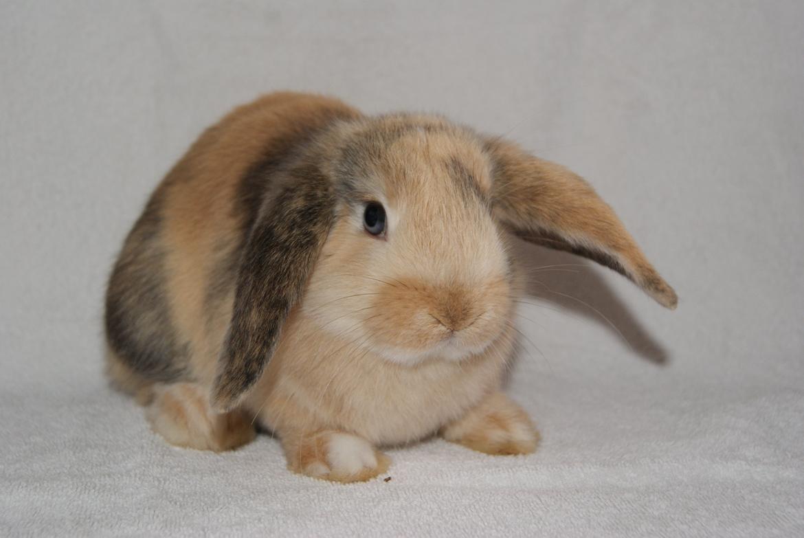 Kanin |DV| Aras´ Prins Petlo - Smukke drengen! <3 billede 3