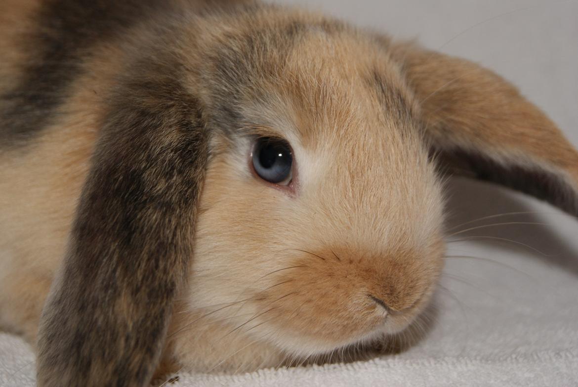 Kanin |DV| Aras´ Prins Petlo billede 5