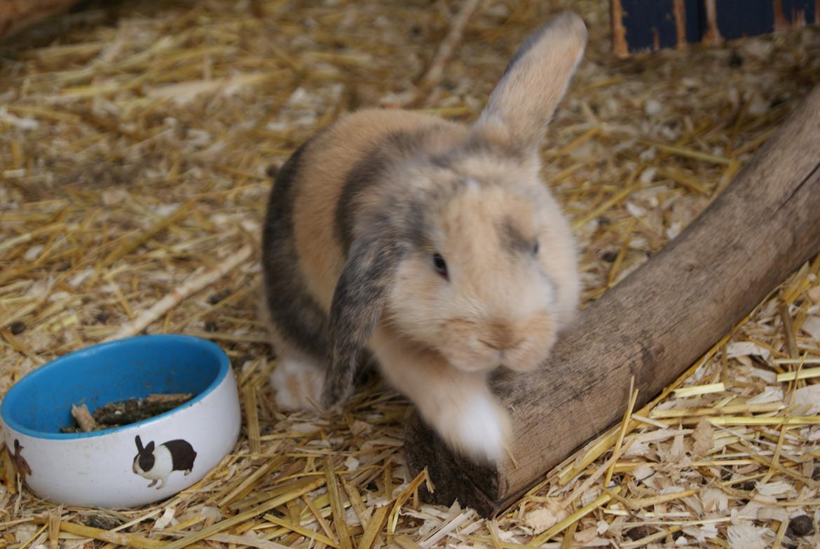 Kanin |DV| Aras´ Prins Petlo - En kommende spring stjerne? :)  billede 6