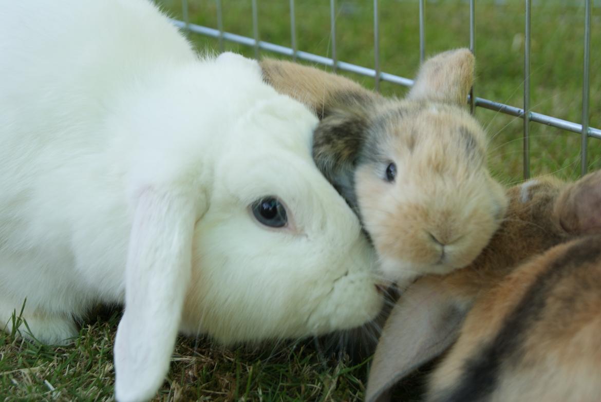 Kanin |DV| Aras´ Prins Petlo - Moar!! <3 billede 7