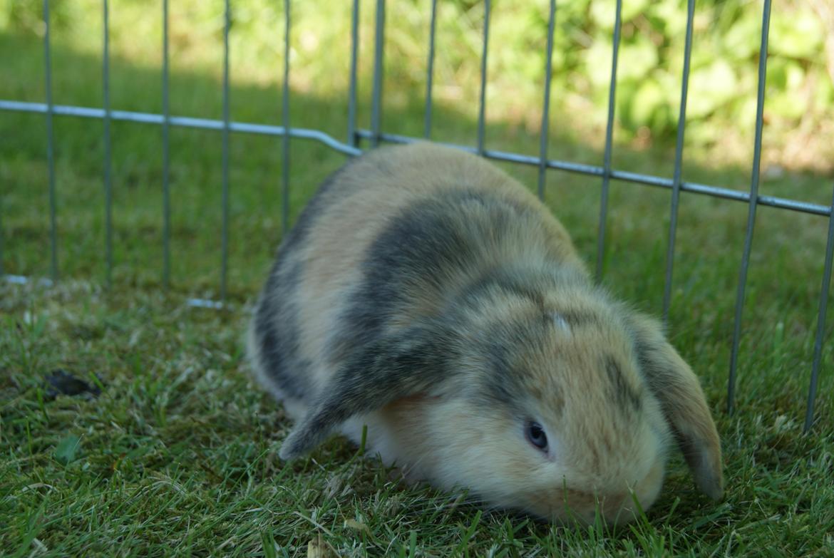 Kanin |DV| Aras´ Prins Petlo billede 8