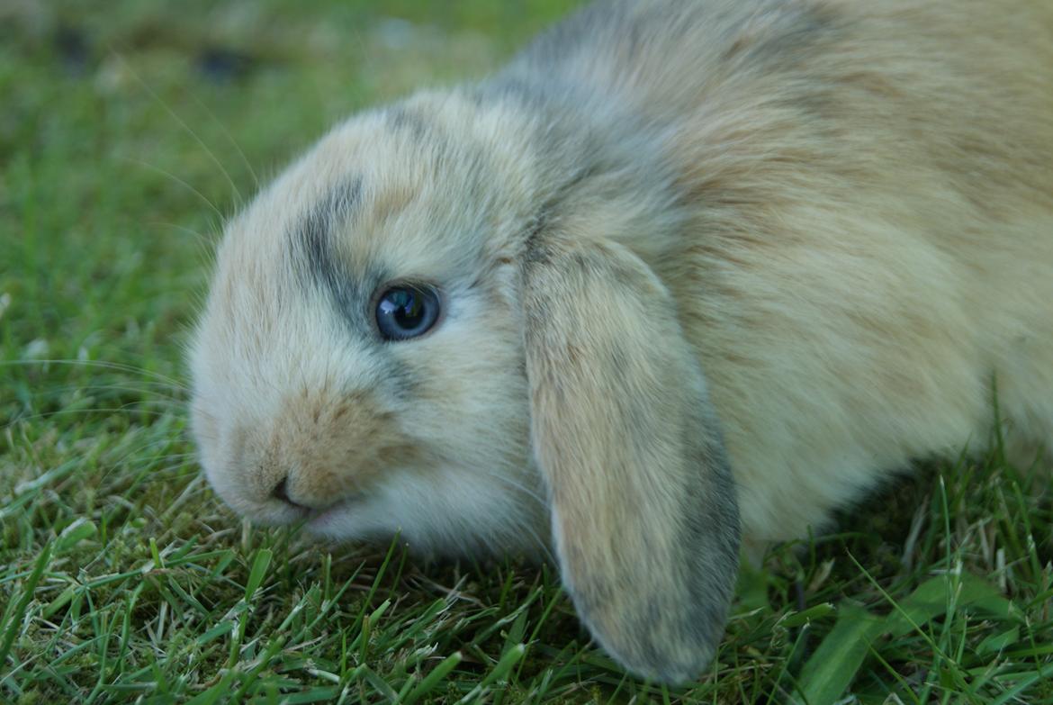 Kanin |DV| Aras´ Prins Petlo billede 9