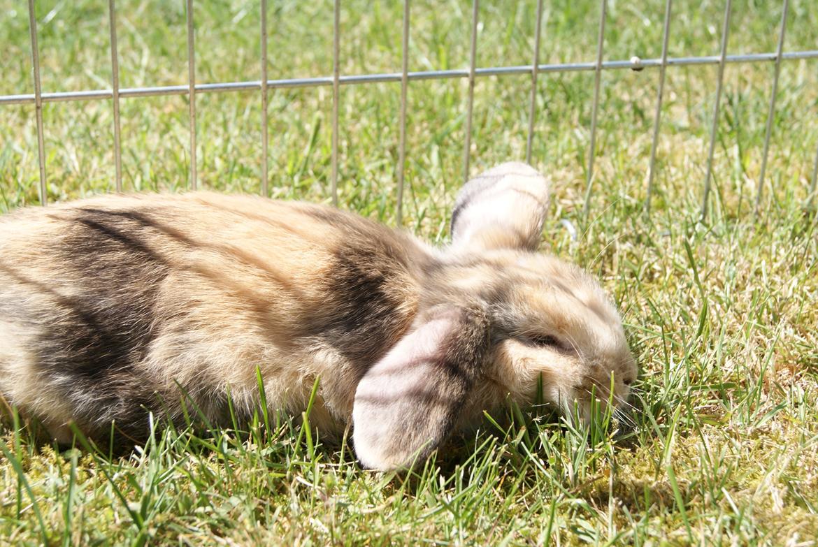 Kanin |DV| Aras´ Prins Petlo - Sådan tager man lige en lur i solen :) <3 billede 10