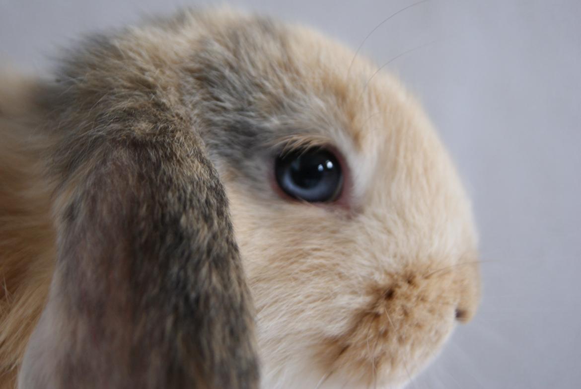 Kanin |DV| Aras´ Prins Petlo - Smukke øjne!!! billede 11