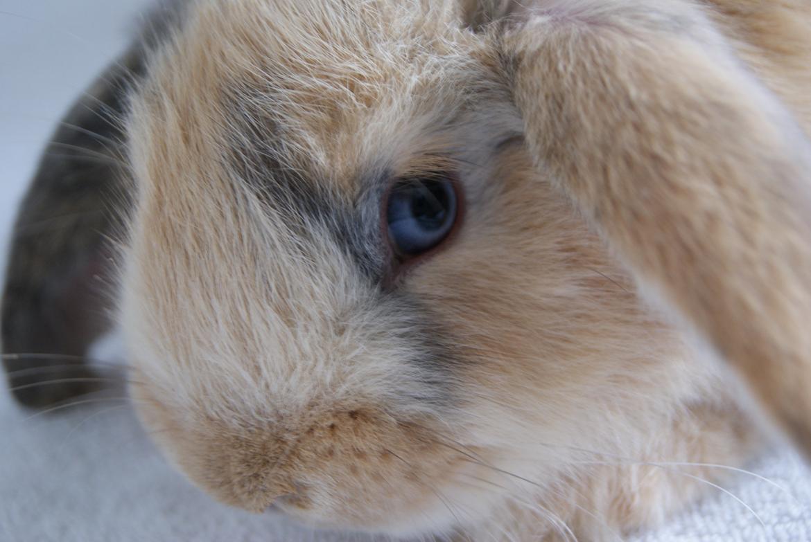 Kanin |DV| Aras´ Prins Petlo - Smukke øjne!!  billede 12