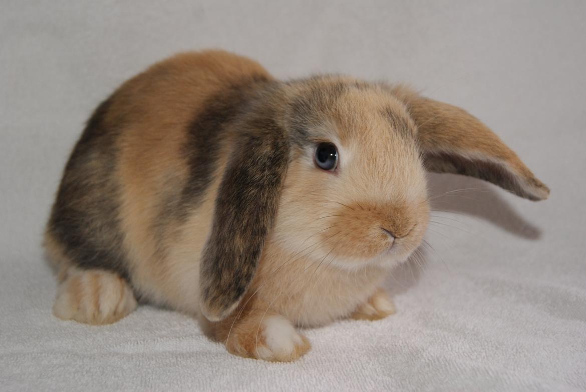 Kanin |DV| Aras´ Prins Petlo billede 13