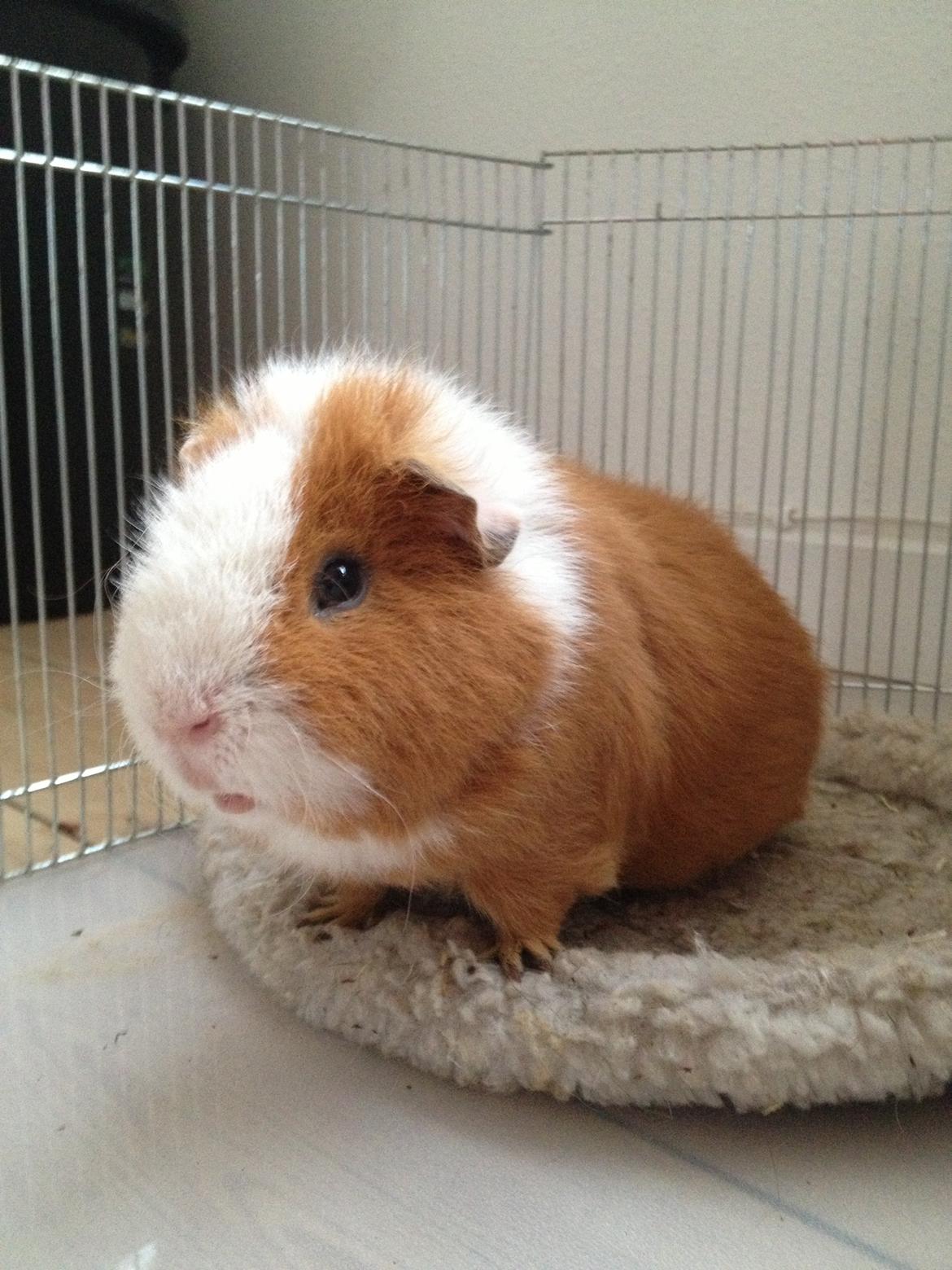 Marsvin Eddie billede 14