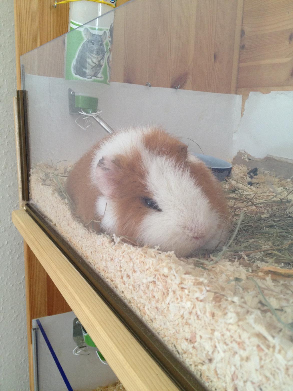 Marsvin Eddie - zzZz... billede 15