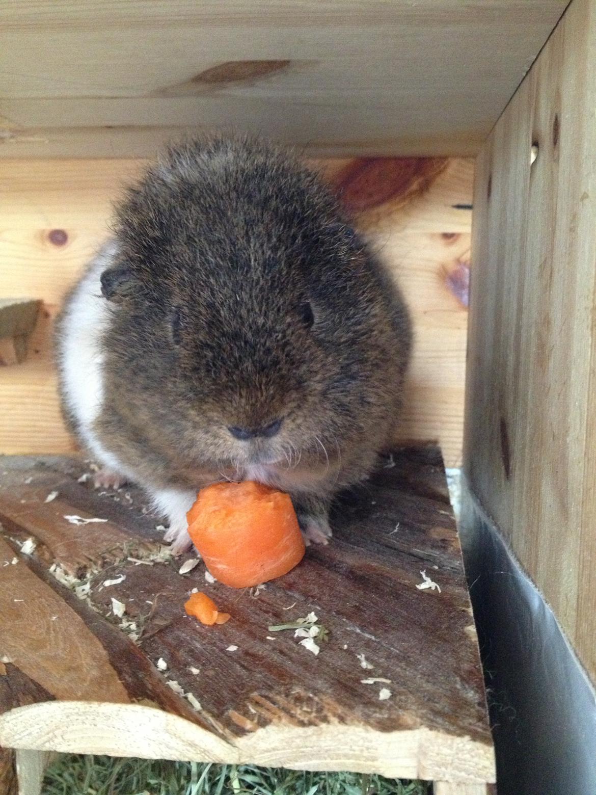 Marsvin Charlie - Mad mad mad billede 15