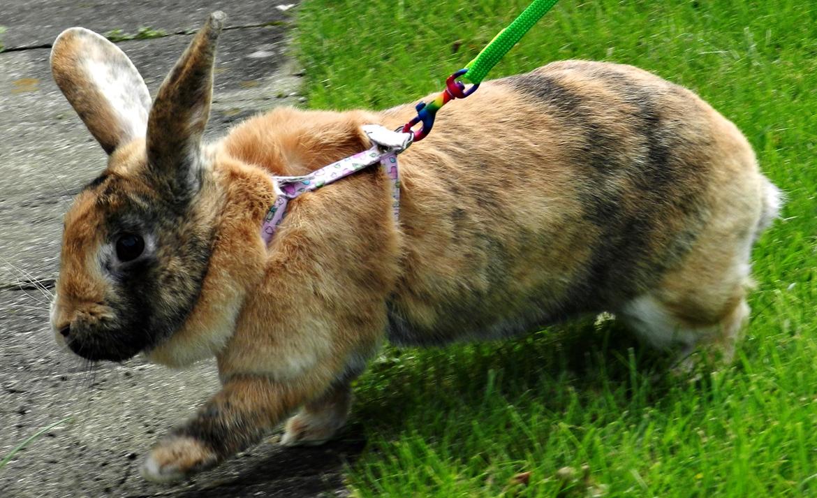 Kanin Anijo´s Silke - Silke på tur :) billede 15