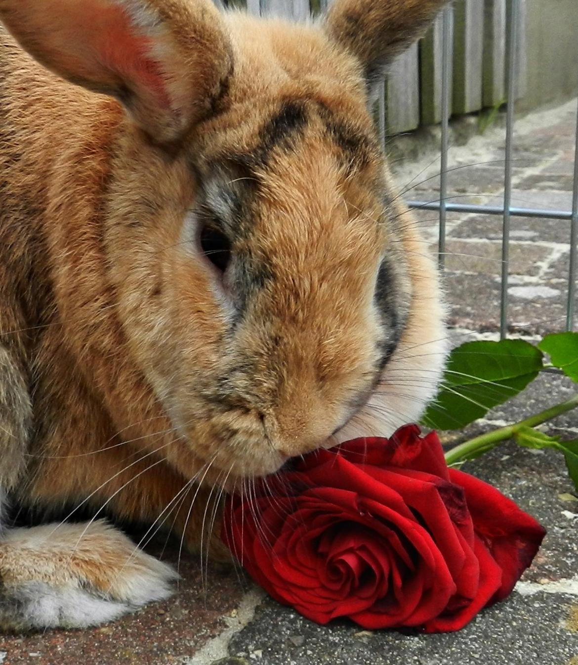 Kanin Anijo´s Silke - Nurrh! :D billede 1