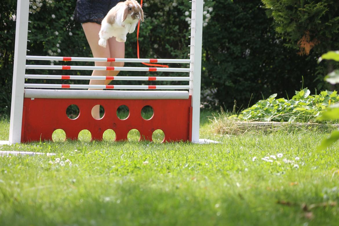 Kanin Kaninbyens Dreaming Parade - Dream Flyver 50 cm. :-) billede 1