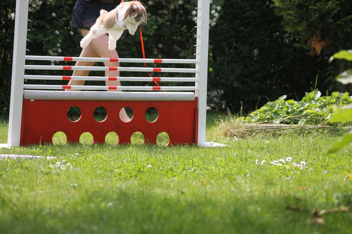 Kanin Kaninbyens Dreaming Parade - Dream flyver 50 cm. <3 billede 2