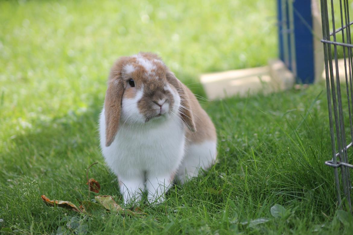 Kanin Kaninbyens Dreaming Parade billede 3