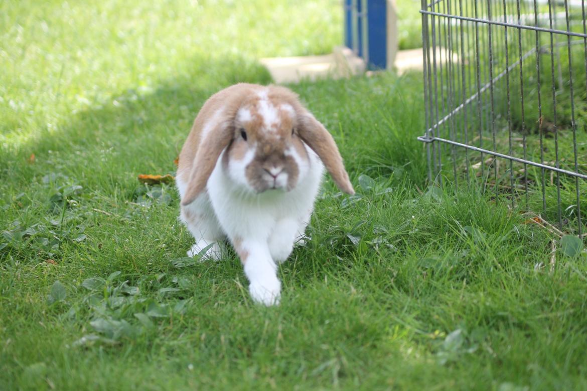 Kanin Kaninbyens Dreaming Parade billede 4