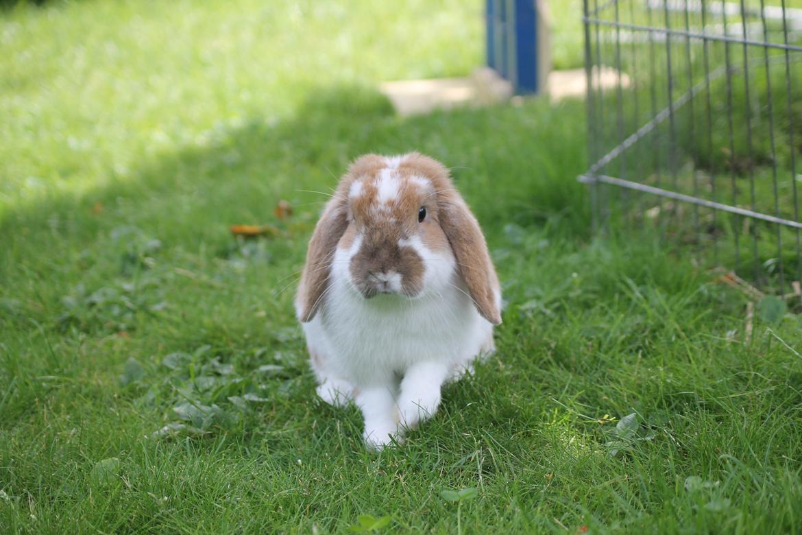 Kanin Kaninbyens Dreaming Parade billede 5