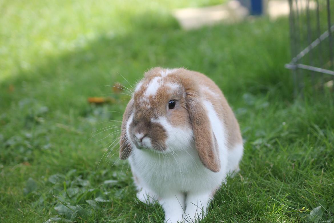 Kanin Kaninbyens Dreaming Parade billede 6