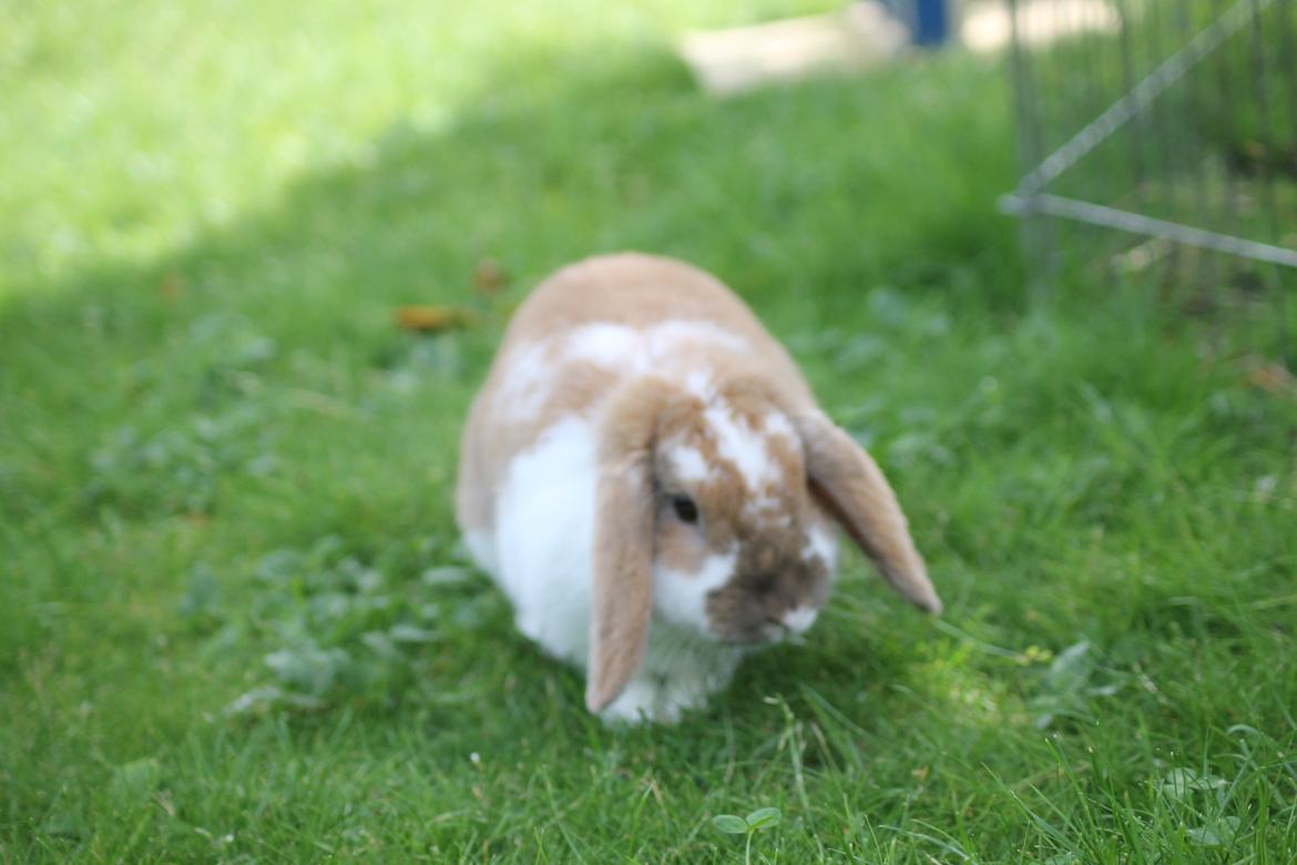 Kanin Kaninbyens Dreaming Parade billede 7