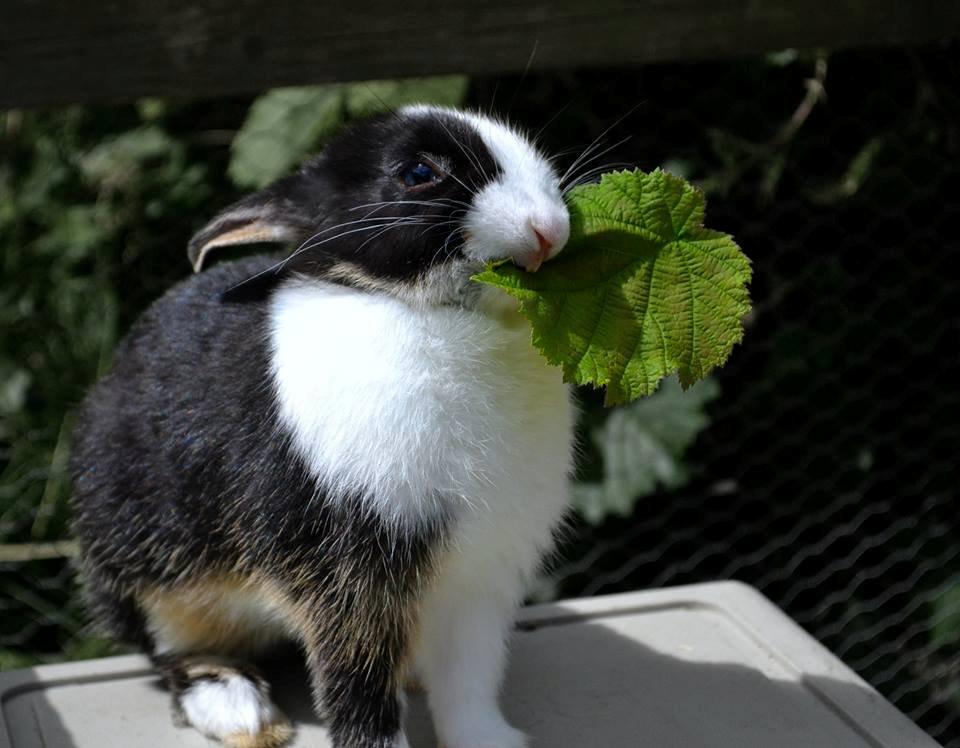 Kanin Errebos Merida [hermelin] - den charmerende lille nin spiser et blad :3 billede 3