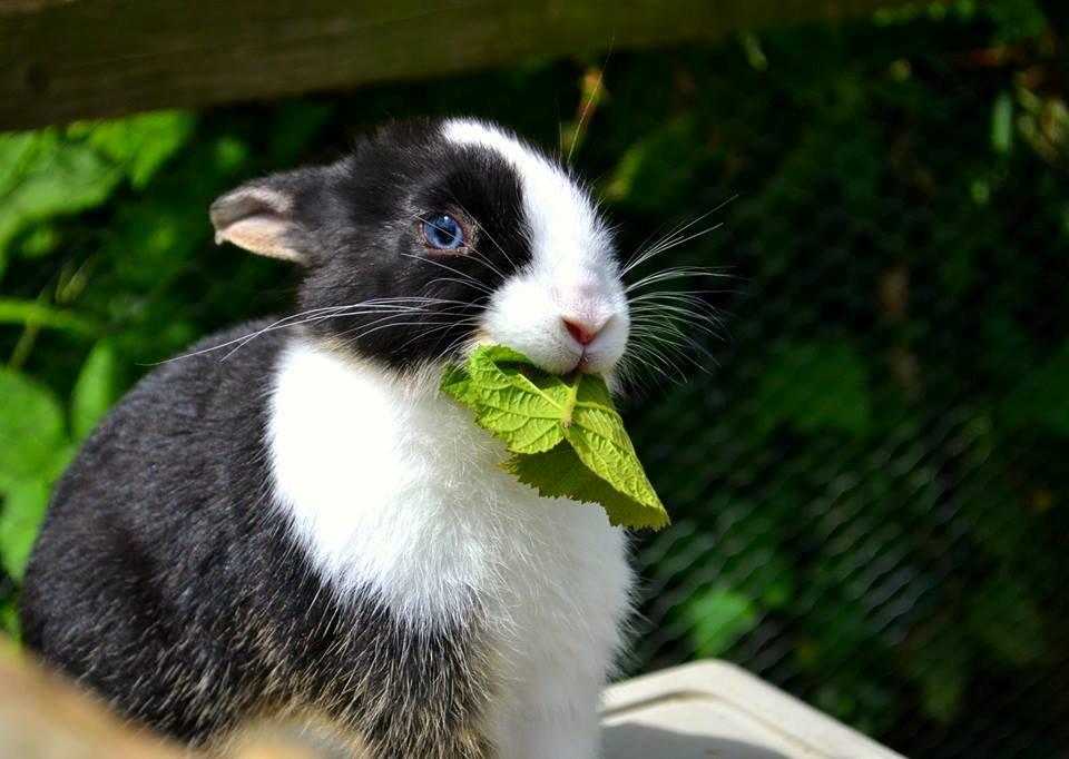 Kanin Errebos Merida [hermelin] - ULTRA charme! :D billede 4