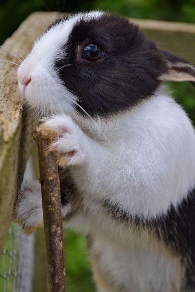 Kanin Errebos Merida [hermelin] - Nurh! :) billede 6