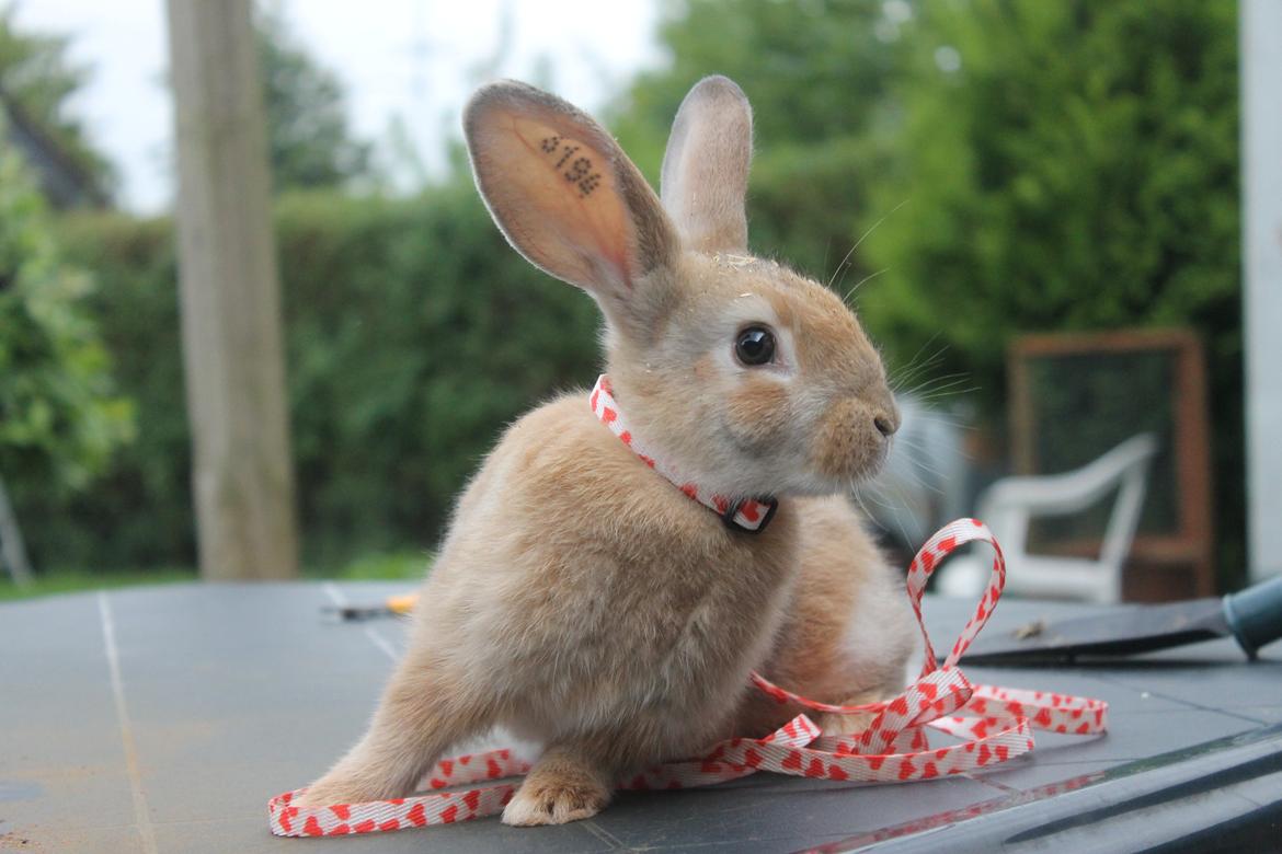 Kanin Blancos Epata Neferirkare Kakai billede 1