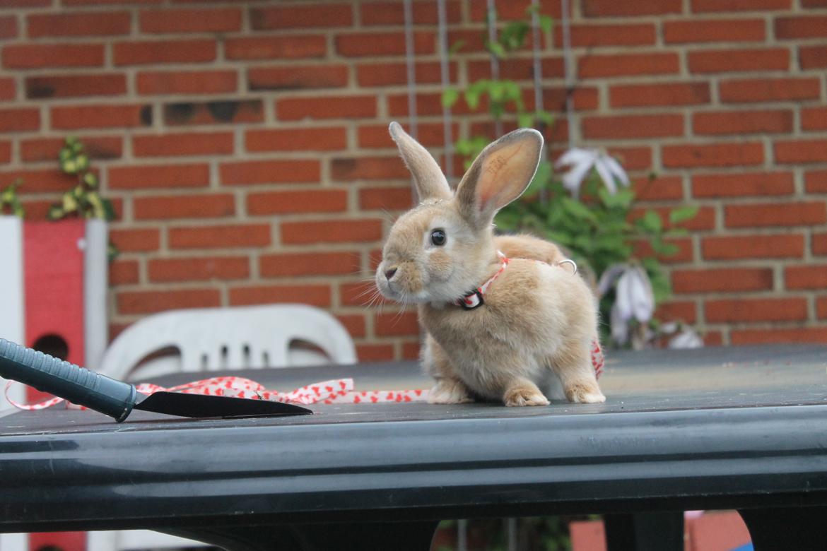Kanin Blancos Epata Neferirkare Kakai billede 2