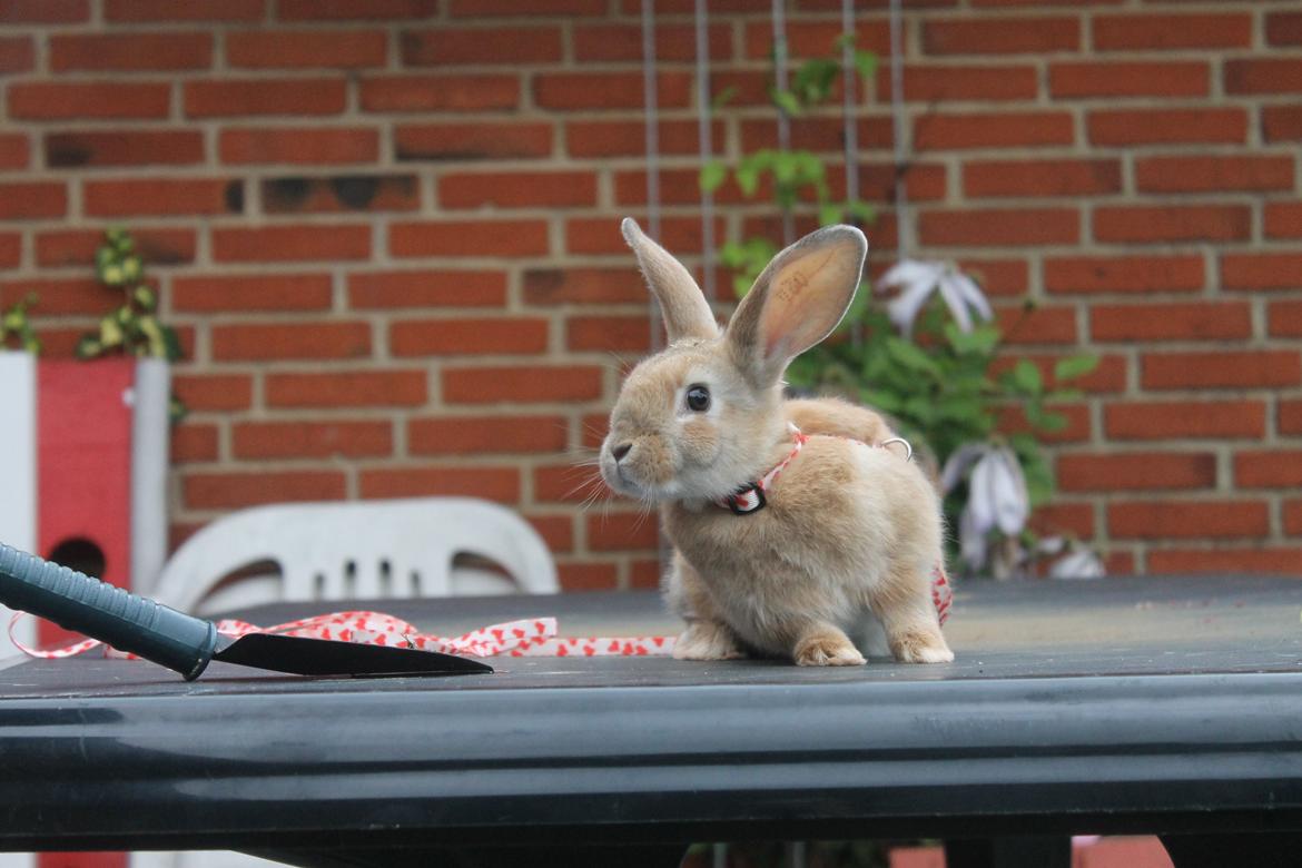 Kanin Blancos Epata Neferirkare Kakai billede 3